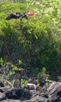 Frigate birds blow up red pouches