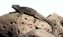 Marine iguana