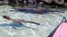 Sea lions off the port side bow