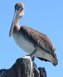 Pelican