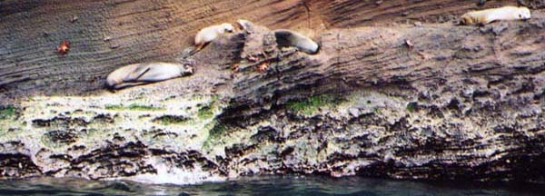 fur seals and sally lightfoots