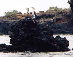 Blue Footed Boobies on rocks