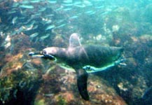 Penguin swims by