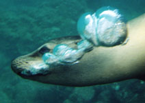 Sea lion swimming by