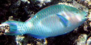 Blue fish