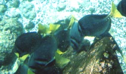 Gray fish with yellow tails