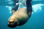 Sea lion heading towards us