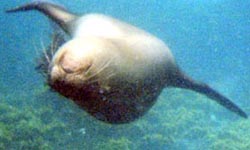 Sea lion swimming upside down