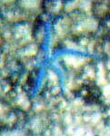 Blue sea star