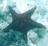 Orange sea star