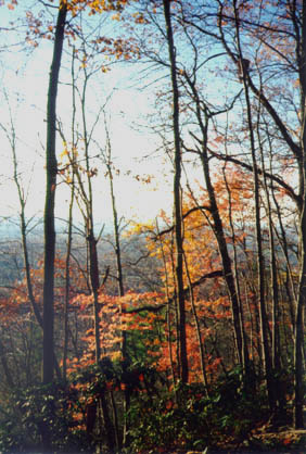 Trees in autumn