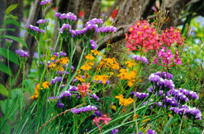 purple, gold, and pink flowers