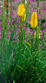 yellow Kniphofia