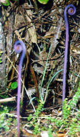 purple fiddleheads