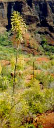 flowers in the canyon