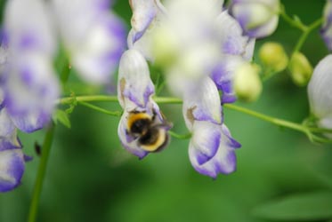 Bee on Monkshood