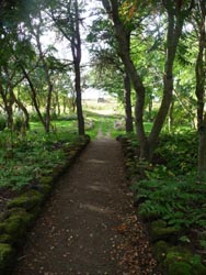 Path leads to an opening with flowers