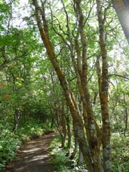 Trees surrond the path