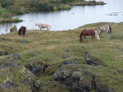 Horses graze behind the hotelHorses graze behind the hotel