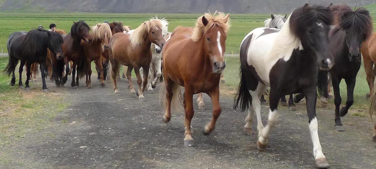 The herd arrives on the first day.