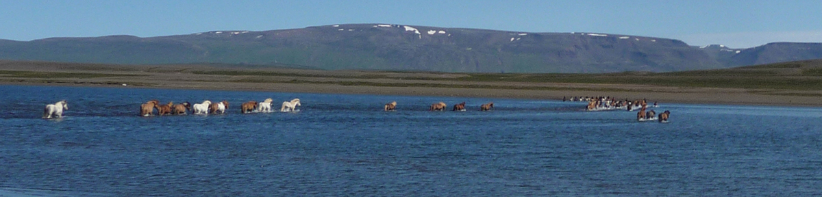 Herd crossing the water on the last day