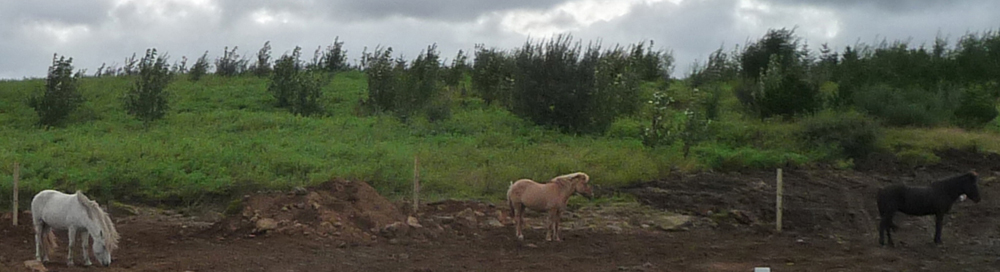 Horses before the ride