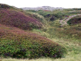 Wild foliage on the top of the Westfjords