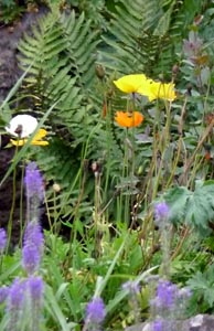 Iceland Poppies