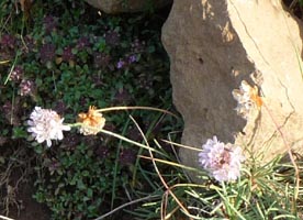 Pinks grow along the trail