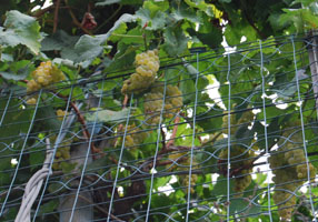 grapes hanging above