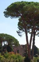 Tree and ruins