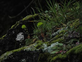 Detail of mosses