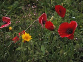 Poppies on the side of the road