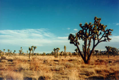 View of JTree