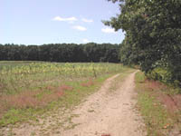 dirt path in field