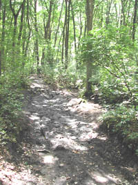 wooded dirt trail