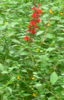 Lobelia Cardinalis