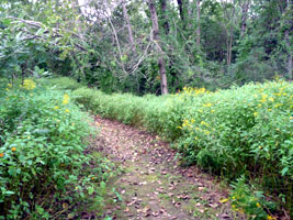 Flowers surrounding path