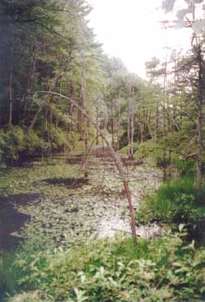 swamp