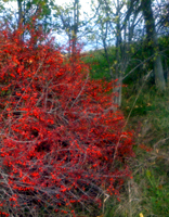 Red berries on a bush