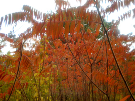 Red foliage on sumacs