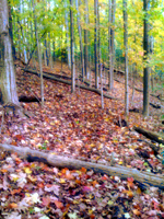 The trail continues and leads into the woods