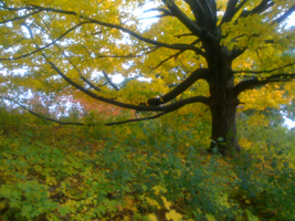 Maple tree with a yellow canopy