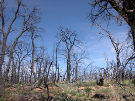 burnt trees long the top