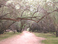 tree lined hiking trail at the bottom