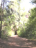 Wooded path