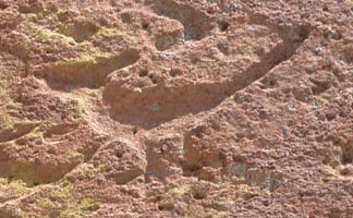 petroglyph of animal