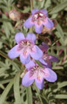 purple flowers