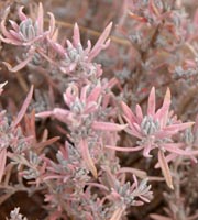 pink and green plant