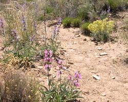 flowers on the trail